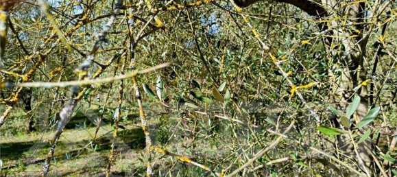  Land in San Nicola Manfredi, Italy No. 369963 30