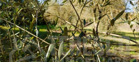  Land in San Nicola Manfredi, Italy No. 369963 7