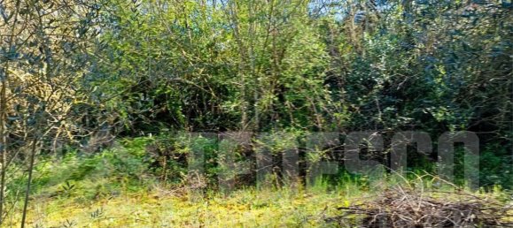  Land in San Nicola Manfredi, Italy No. 369963 38