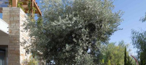 2 Schlafzimmer Gewerbliche Immobilie in Pegeia, Cyprus, Nr. 18776 7