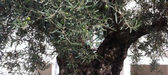 4 bedrooms Villa in Camaiore, Italy No. 223261 8