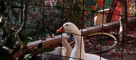 11-Zimmer Villa in Assisi, Italy, Nr. 256914 25