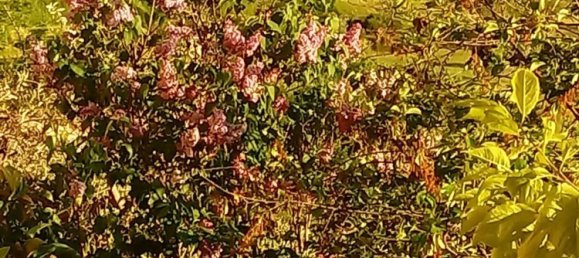 11-Zimmer Villa in Assisi, Italy, Nr. 256914 26