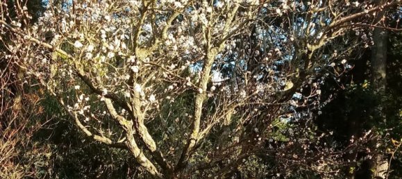 11-Zimmer Villa in Assisi, Italy, Nr. 256914 30