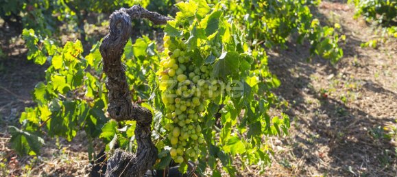 قطعة أرض في Torres Vedras, Portugal رقم 81362 5