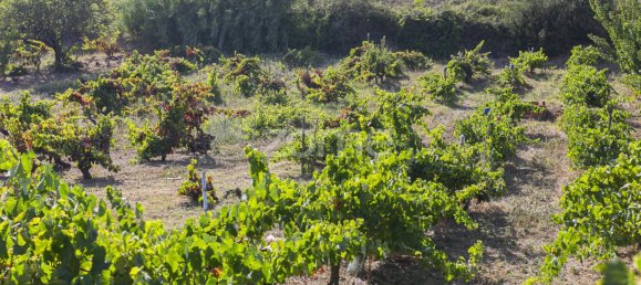 قطعة أرض في Torres Vedras, Portugal رقم 81362 18