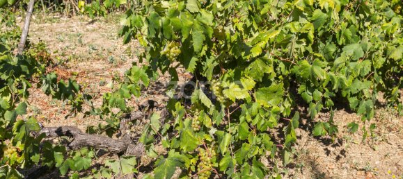 قطعة أرض في Torres Vedras, Portugal رقم 81362 19