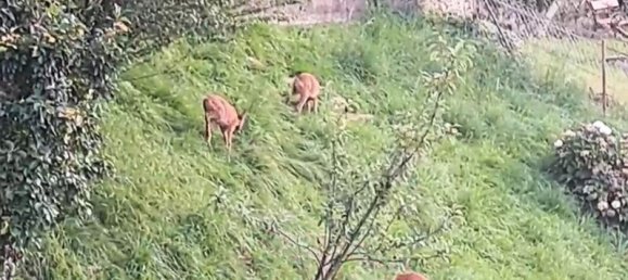 4غرفة منزل ذو طابقين في Wattens, Austria رقم 227496 21