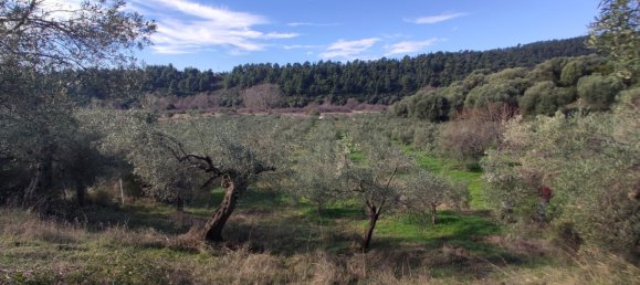 Hotel in Chalkidiki, Greece 14000m², Nr. 4013 7