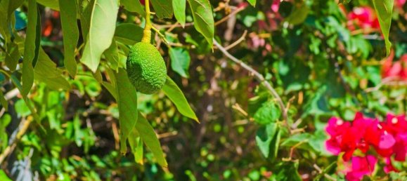  Castillos de 5 habitaciónes en Worms, Germany No. 33089 7