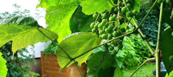 Bungalow de 2 dormitorios en Potsdam-Mittelmark, Germany No. 323168 10