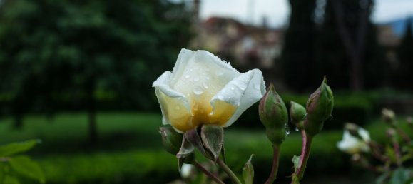 Hotel in Florence, Italy 550m², Nr. 277976 15