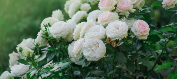 Hotel in Florence, Italy 550m², Nr. 277976 17