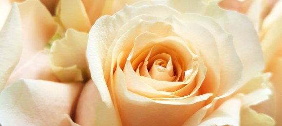 Hotel in Florence, Italy 550m², Nr. 277976 13