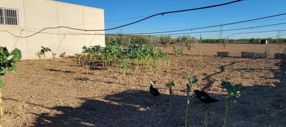 1 غرف نوم منزل في San Miguel de Salinas, Spain رقم 185196 29