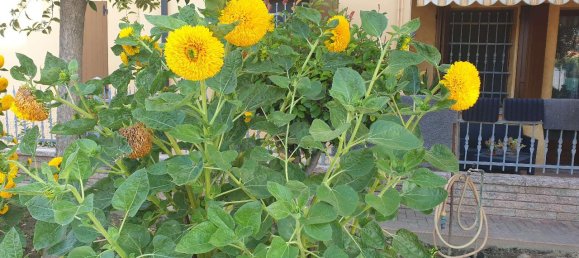 3 rooms Apartment in Moglia, Italy No. 13765 24