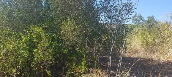 Terrain à Cascais, Portugal No. 139553 8