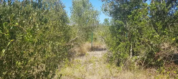 Terrain à Cascais, Portugal No. 139553 18