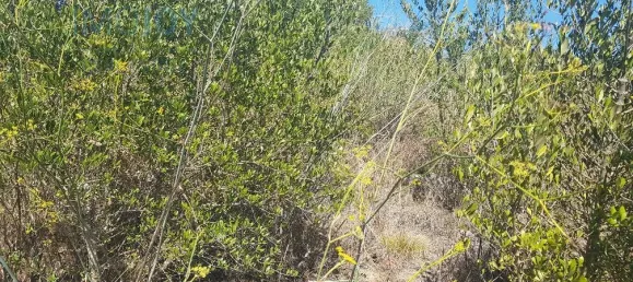 Terrain à Cascais, Portugal No. 139553 13