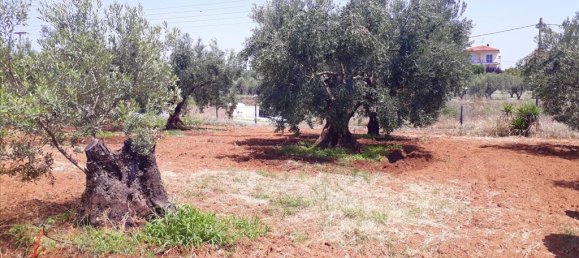 6400m² Hotel in Polygyros, Greece No. 5556 4