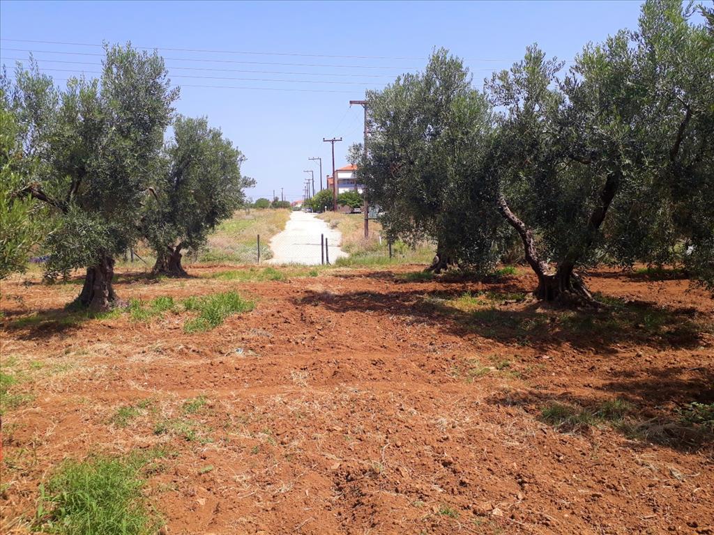 6400m² Hotel in Polygyros, Greece No. 5556