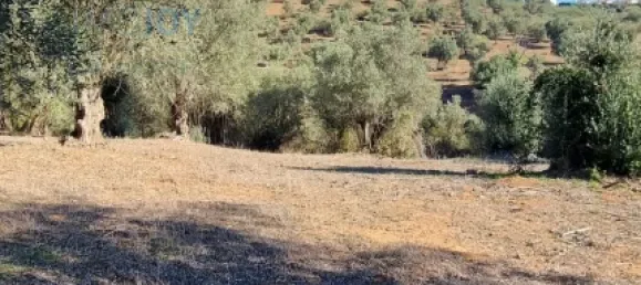 4 غرف نوم منزل في Montemor o Novo, Portugal رقم 15066 41