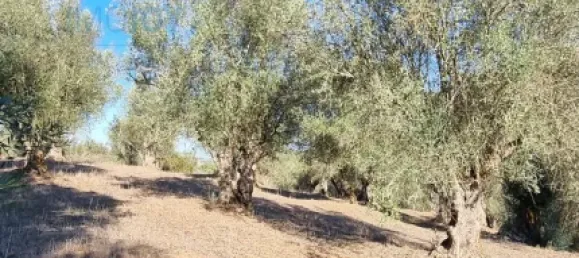 4 غرف نوم منزل في Montemor o Novo, Portugal رقم 15066 42