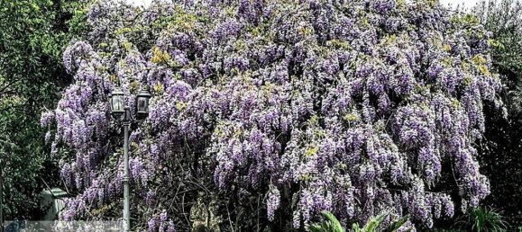 14 rooms House in Montignoso, Italy No. 286197 39