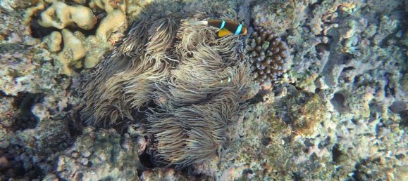 Casa de 3 dormitorios en Port-Vila, Vanuatu No. 28 14