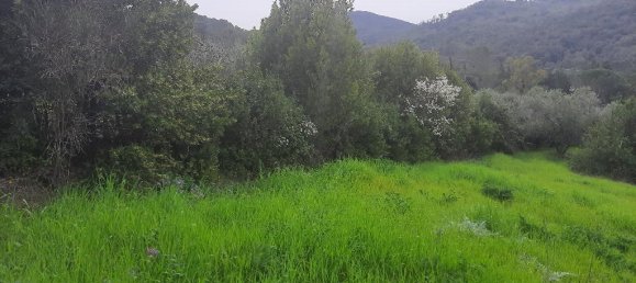 1-Zimmer Grundstück in Livorno, Italy, Nr. 67070 5