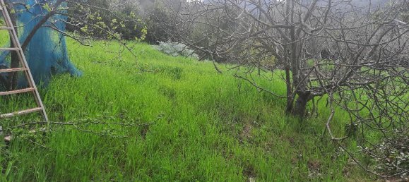 1-Zimmer Grundstück in Livorno, Italy, Nr. 67070 3