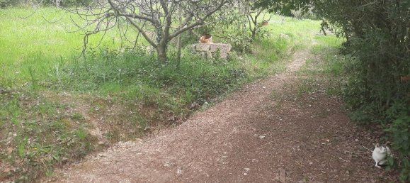 1-Zimmer Grundstück in Livorno, Italy, Nr. 67070 6