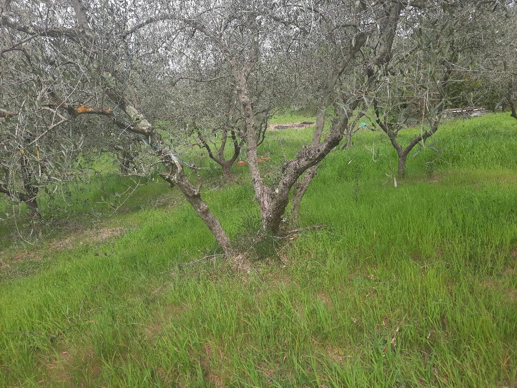 1-Zimmer Grundstück in Livorno, Italy, Nr. 67070