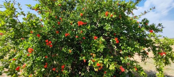 10 Schlafzimmer Haus in Yecla, Spain, Nr. 151368 23