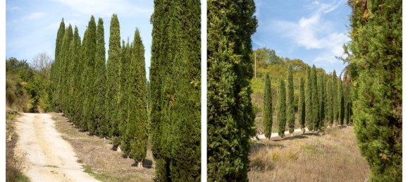 12 chambres Maison à Castelnuovo Berardenga, Italy No. 57576 43