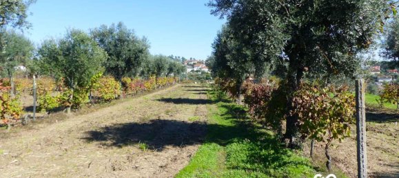  Land in Viseu, Portugal No. 69823 8