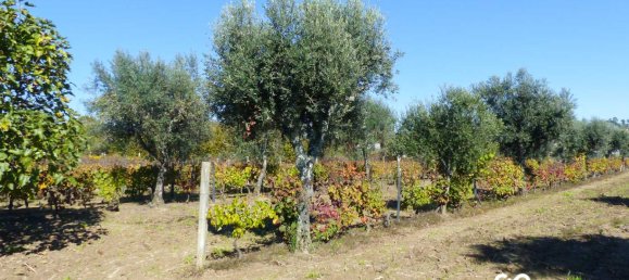  Land in Viseu, Portugal No. 69823 9