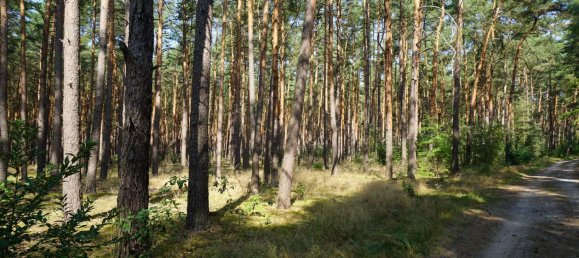 Grundstück in Potsdam-Mittelmark, Germany, Nr. 99613 23
