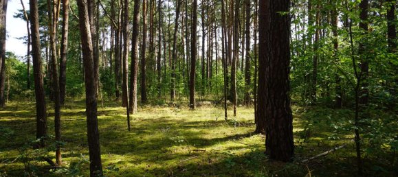 Grundstück in Potsdam-Mittelmark, Germany, Nr. 99613 17