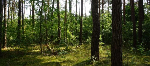 Grundstück in Potsdam-Mittelmark, Germany, Nr. 99613 4