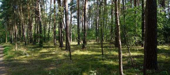 Grundstück in Potsdam-Mittelmark, Germany, Nr. 99613 16