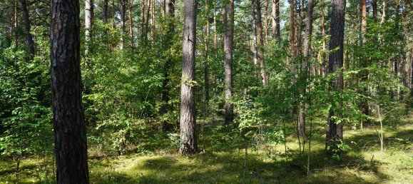 Grundstück in Potsdam-Mittelmark, Germany, Nr. 99613 5