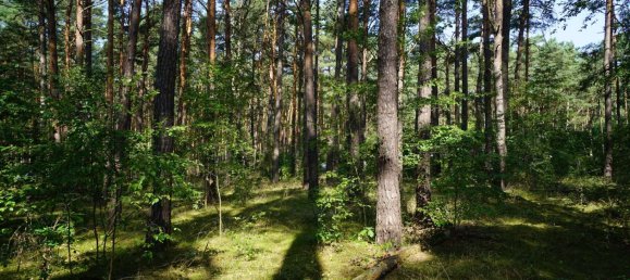 Grundstück in Potsdam-Mittelmark, Germany, Nr. 99613 6