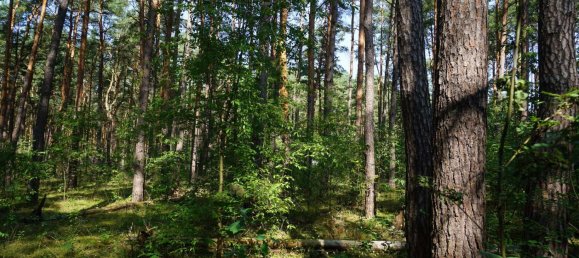 Grundstück in Potsdam-Mittelmark, Germany, Nr. 99613 11