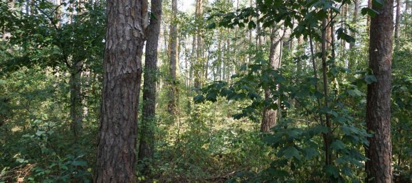 Grundstück in Potsdam-Mittelmark, Germany, Nr. 99613 12