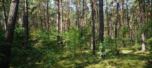 Grundstück in Potsdam-Mittelmark, Germany, Nr. 99613 10