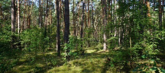 Grundstück in Potsdam-Mittelmark, Germany, Nr. 99613 9