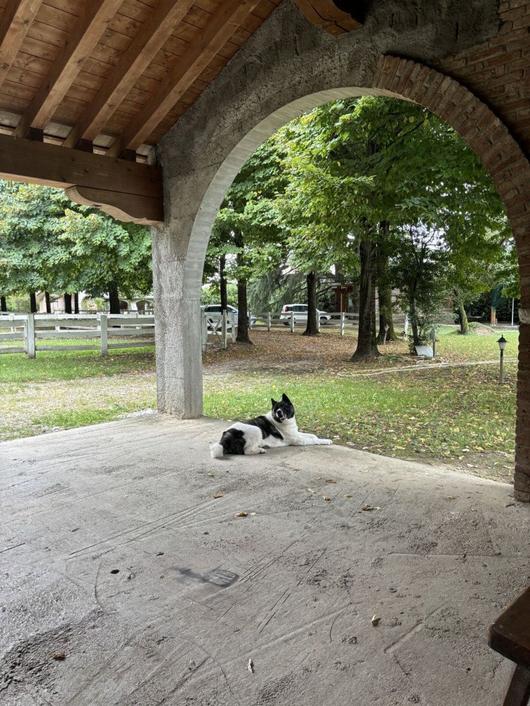 4-Zimmer Villa in Loreggia, Italy, Nr. 61728