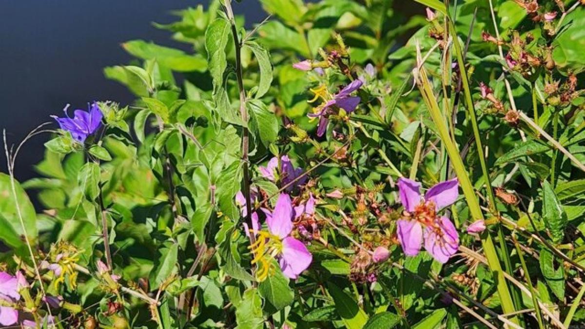 Земельный участок в Стори, США № 487104