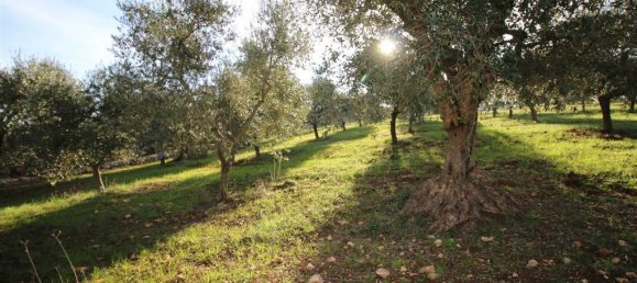 Terreno en Martina Franca, Italy 13000 m² No. 295934 5